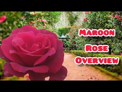 4 - Maroon Rose Plant ||  Flowers Overview || Gardening With Rahima