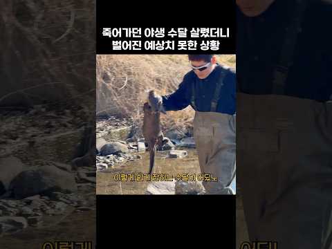 죽어가던 야생수달 살렸더니 벌어진 예상치 못한 상황