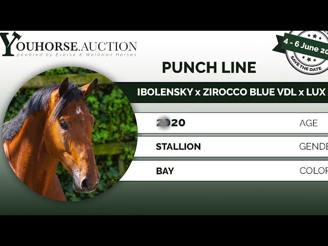 Punch Line under the saddle