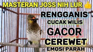 Download lagu RENGGANIS CUCAK WILIS GACOR FUL CEREWET MERDU mast... mp3