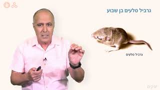 יונקים - השליה