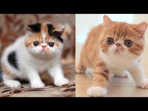 Exotic Shorthair Cat Price | Exotic Shorthair Cat Breed Information | Exotic Shorthair Kittens
