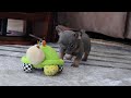 French Bulldog dogs for sale: Brooklyn - Video 1