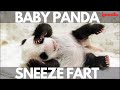 Baby Panda Sneeze Fart Ipanda DAY 90
