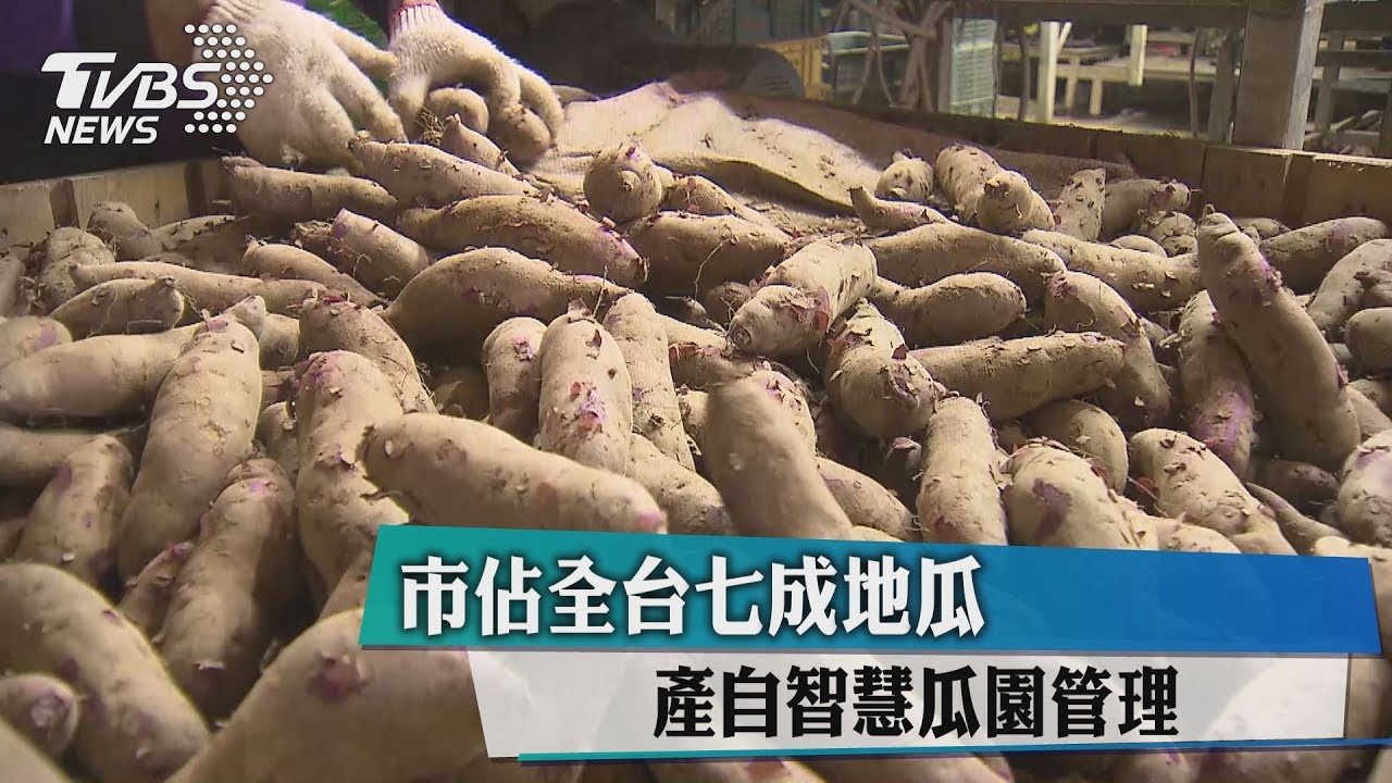 市佔全台7成地瓜　產自智慧瓜園管理