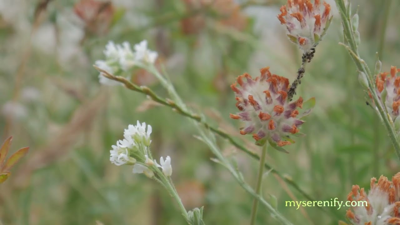 Unlock Your Vitality with Guided Meditation, guided meditation vitality