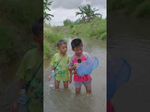 #SHORTS | BERBURU IKAN CUPANG