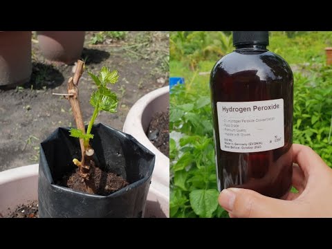 10 benefits of hydrogen peroxide for plants / How to use hydrogen peroxide in garden