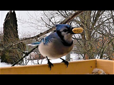 Brightly colored blue jay is extremely picky about his peanuts