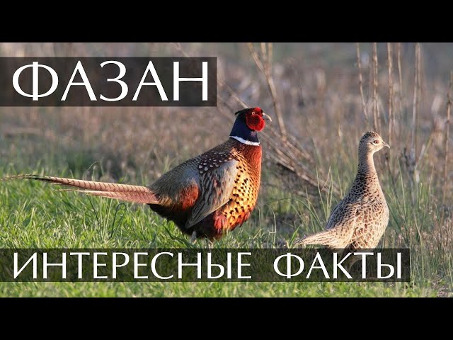 Золотой Фазан Смотреть