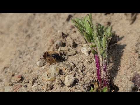 Pindsvinebille (Hispa atra), Røsnæs, 28/3-2025