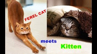 How to train a cat - Feral cats meet Kittens for the first time, how to train cats,  Cat Videos