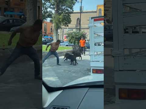 Guard Dogs in Action! #shortvideo #shorts