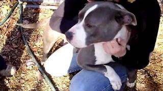 preview picture of video 'ADOPTED!--Dove--American Pit Bull Terrier_01'