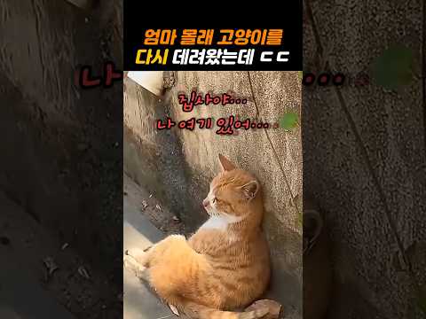 엄마 몰래 고양이를 다시 데려왔는데 ㄷㄷ