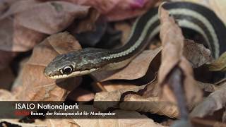 preview picture of video 'Isalo Nationalpark Madagaskar'