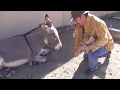 ME AND MY BURRO !!!! In Oatman, AZ. ask Jeff Williams