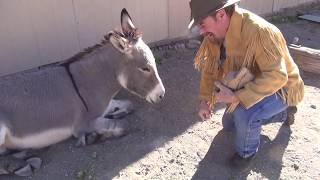ME AND MY BURRO !!!! In Oatman, AZ. ask Jeff Williams