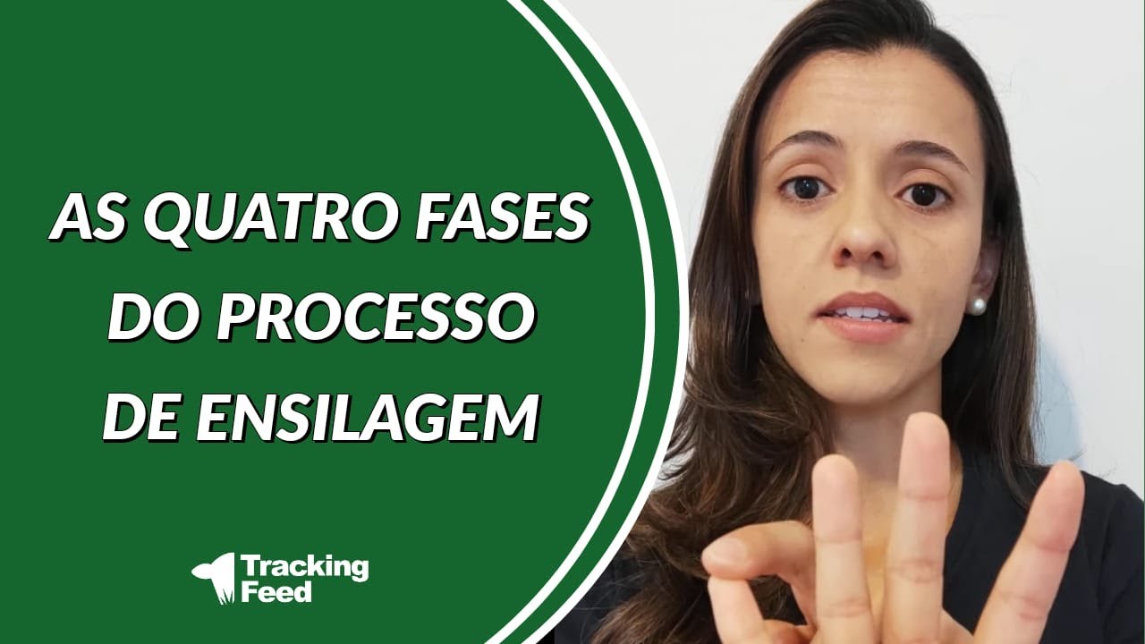 As quatro fases do processo de ensilagem
