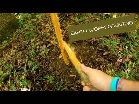 Worm Grunting: Finding Our Own Fishing Bait and Catching a Monster Bream!