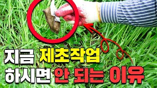 감많이 따고 싶으세요? 풀 깎지 마세요ㅣ 둥근무늬낙엽병 방제 ㅣ 제초