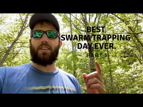 Best Day of Honey Bee Swarm Trapping Ever! (Part 1)