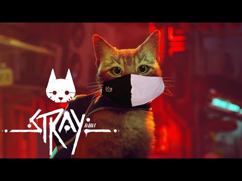 Ranboo is STILL a cat