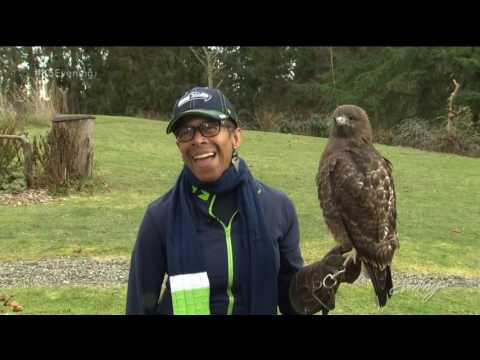 Hawk v. Falcon...who wins in the wild?