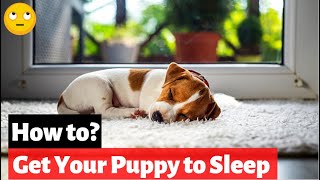 How to Get Your Puppy to Sleep Through The Night? 4 Simple Tips