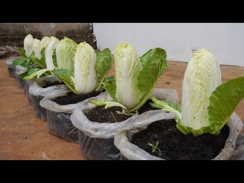 New idea, growing napa cabbage in plastic bags, fast growing and easy to grow