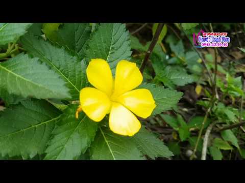 Karaoke vọng cổ | GỞI NGƯỜI VỢ CŨ | DÂY KÉP [T/g Kim Loan]