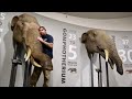 Inside The NEW Mammoths Mastodons Exhibit At La Brea Tar Pits Interactive Museum In Los Angeles