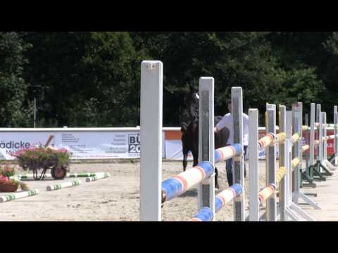 Hengstfohlen Ehrenstolz 2013