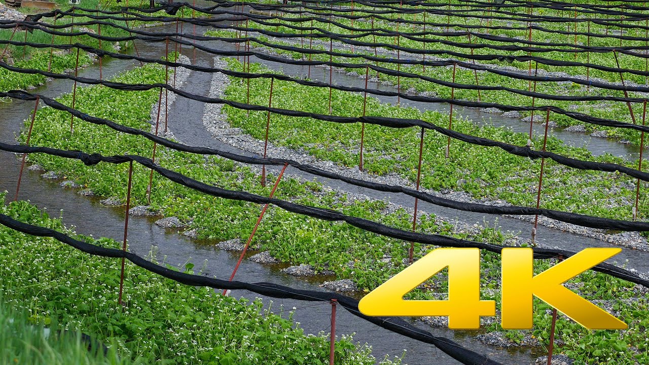 Daio Wasabi Farm - Nagano