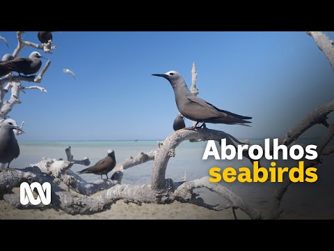 One man’s personal bid to save and promote Abrolhos seabirds | ABC Australia