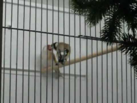 download lagu mp3 mp4 Chardonneret Mutation Isabelle, download lagu Chardonneret Mutation Isabelle gratis, unduh video klip Chardonneret Mutation Isabelle