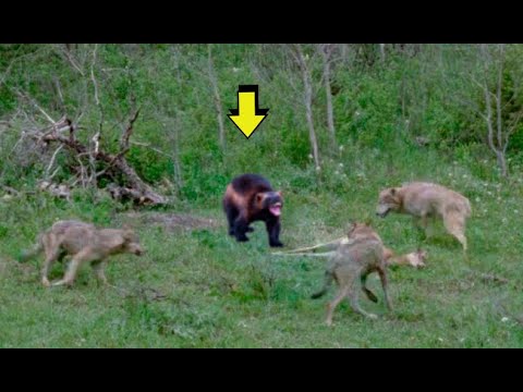 Wolverine vs pack of wolves