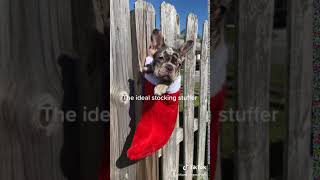 Video preview image #1 French Bulldog Puppy For Sale in COOPER CITY, FL, USA