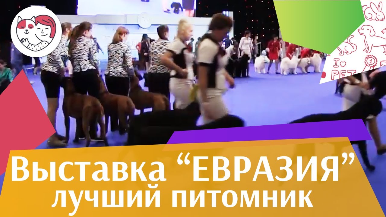 Best in show Лучший питомник 19 03 17 на Евразии ilikepet