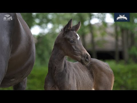 Stutfohlen v. Valdiviani - Hohenstein/T. - Donnerhall
