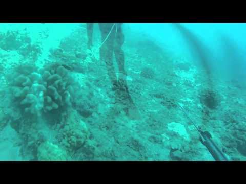 Reef Diving Oahu