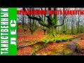 Таинственный лес 