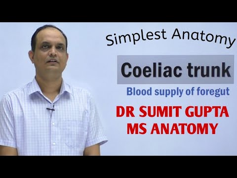 Celiac Trunk : Anatomy