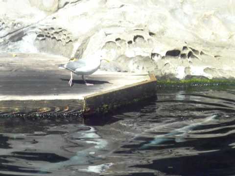dolphin vs. seagull