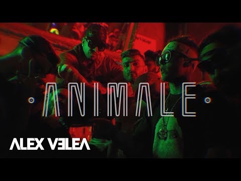 Poster animale lyrics – alex velea