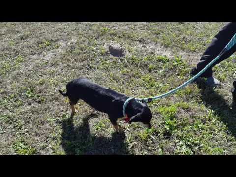 Juan, an adopted Dachshund Mix in Lytle, TX_image-1