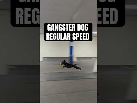 The 4th dog in regular speed #dogs #flyball