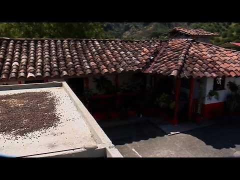 CAFÉ   CACAO   CITRICOS   AGUACATE   PLATANO    FINCA SAN JOSE    CAP 2 VITERBO   CALDAS