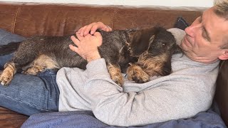 A dachshund is the best friend you can have - Part 2