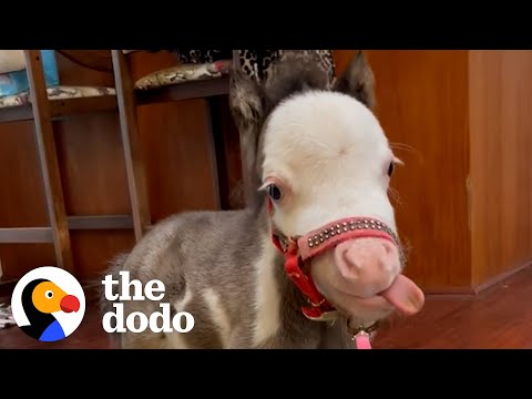 Meet Pea, a Dwarf Rescue Horse That Will Melt Your Heart